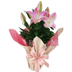 Lírio cor Rosa Decorado (plantado)
